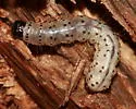 Dead-wood Borer Moth - Hodges#8514 - Scolecocampa liburna