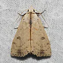 Dead-wood Borer Moth - Hodges#8514 - photo 2