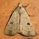 Dead-wood Borer Moth - Hodges#8514 - photo 3