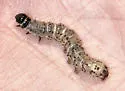 Dead-wood Borer Moth - Hodges#8514 - photo 4