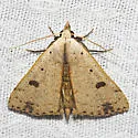 Dead-wood Borer Moth - Hodges#8514 - photo 5