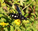 Scolia guttata