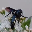 Scolia guttata - photo 4