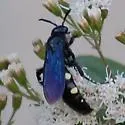 Scolia guttata - photo 5