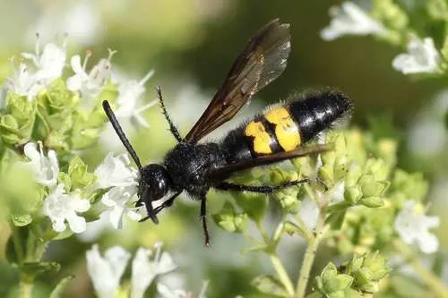 Scolia hirta