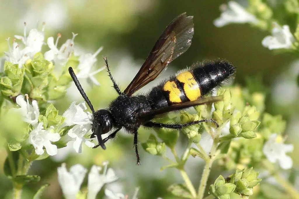 Scolia hirta - photo 2
