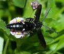 Scolia mexicana