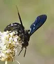 Scolia mexicana - photo 2