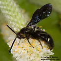 Scolia mexicana - photo 5