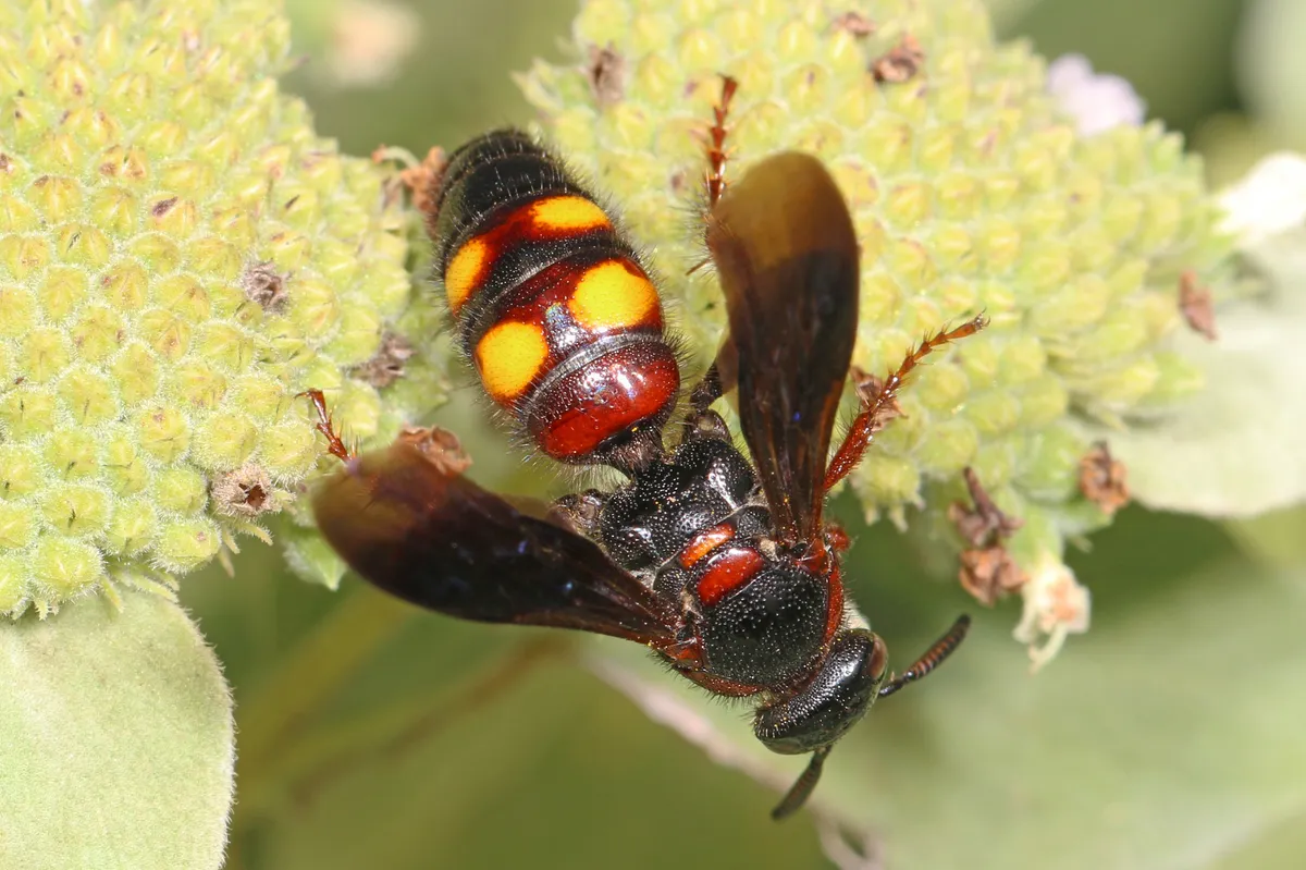 Noble Scoliid Wasp