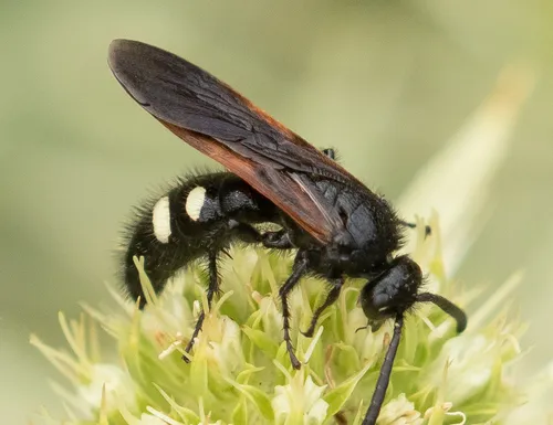 Scolia sexmaculata
