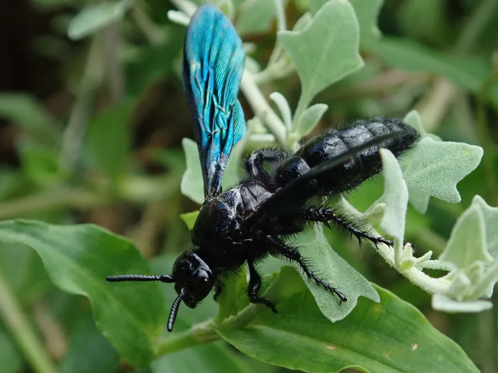 Scoliid Wasps - photo 2