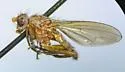 Scoliocentra bisetata