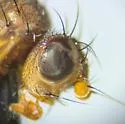 Scoliocentra bisetata - photo 2
