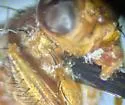 Scoliocentra bisetata - photo 3