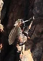 Scoliocentra latens