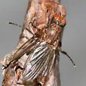 Scoliocentra tincta