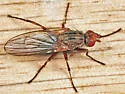 Scoliocentra tincta - photo 3
