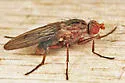 Scoliocentra tincta - photo 4
