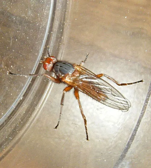 Scoliocentra villosa