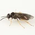 Scolioneura vaccinii