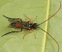 Scolobates auriculatus