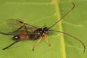 Scolobates auriculatus - photo 2