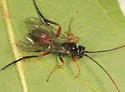 Scolobates auriculatus - photo 3