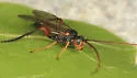 Scolobates auriculatus - photo 4