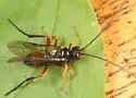 Scolobates auriculatus - photo 5