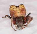 Scoloderus nigriceps - photo 2