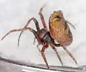 Scoloderus nigriceps - photo 3