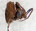 Scoloderus nigriceps - photo 4
