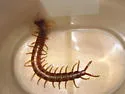 Scolopendra alternans