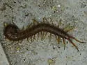 Scolopendra alternans - photo 2