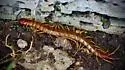 Scolopendra alternans - photo 3