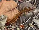 Scolopendra alternans - photo 4