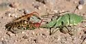 Common Desert Centipede