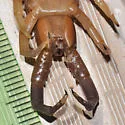 Common Desert Centipede - photo 2