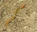 Common Desert Centipede - photo 3