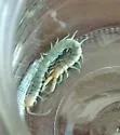 Common Desert Centipede - photo 4