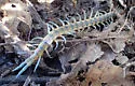 Common Desert Centipede - photo 5
