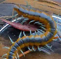Florida Blue Centipede