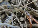 Florida Blue Centipede - photo 2