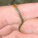 Florida Blue Centipede - photo 3