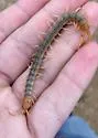 Florida Blue Centipede - photo 4