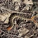 Florida Blue Centipede - photo 5