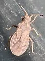 Scolopocerus granulosus