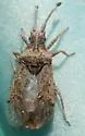 Scolopocerus granulosus - photo 2