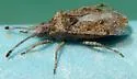 Scolopocerus granulosus - photo 3